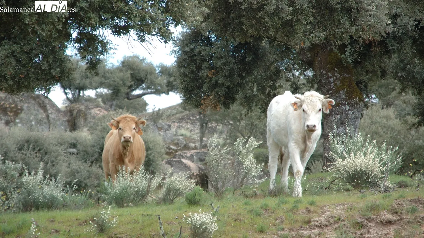 Mercado de ganado y lonja de Salamanca del 20 de julio de 2026